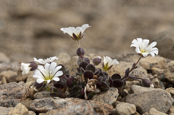 Edmundson's Chickweed