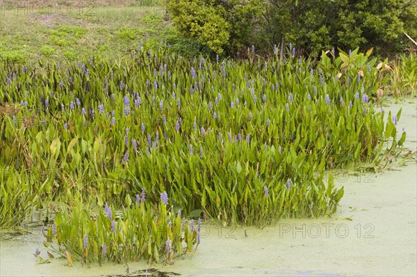 Heartleaf pondweed