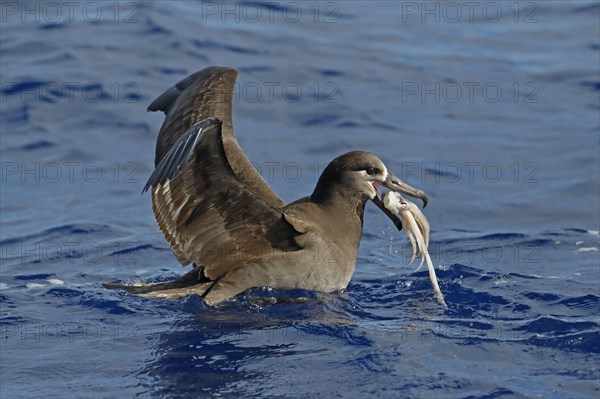 Adult black-footed albatross