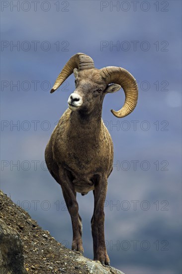 Bighorn sheep