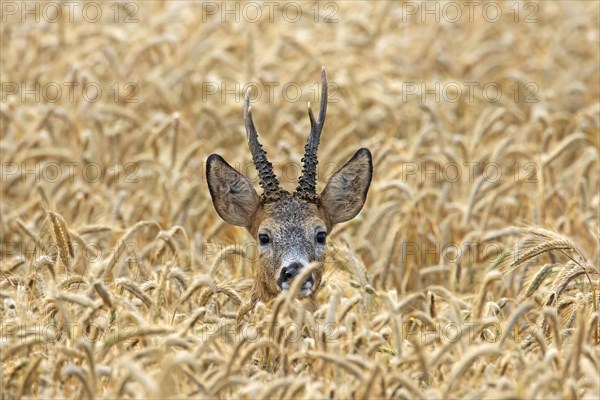 European european roe deer