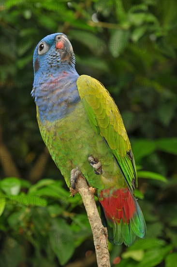 Black-eared Parrot