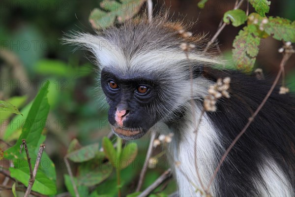 Red colobus monkey