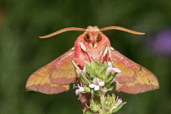 Small elephant hawk-moth