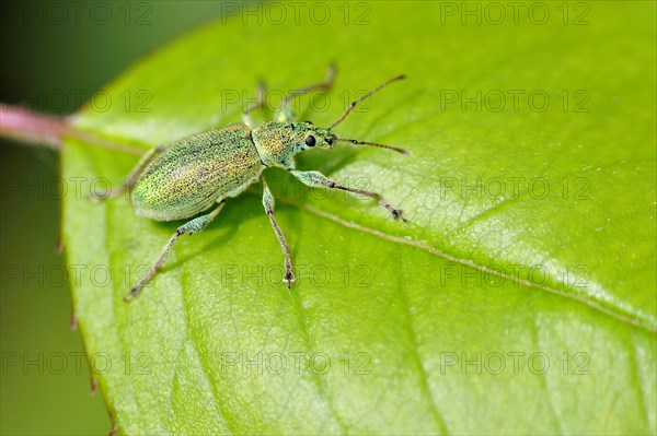 Green nettle beetle