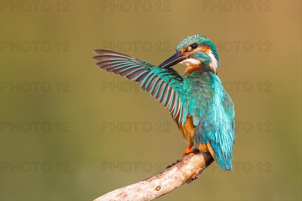 Kingfisher