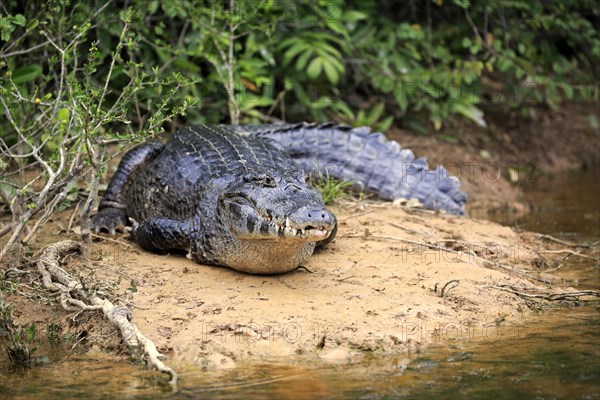 Paraquay Caiman