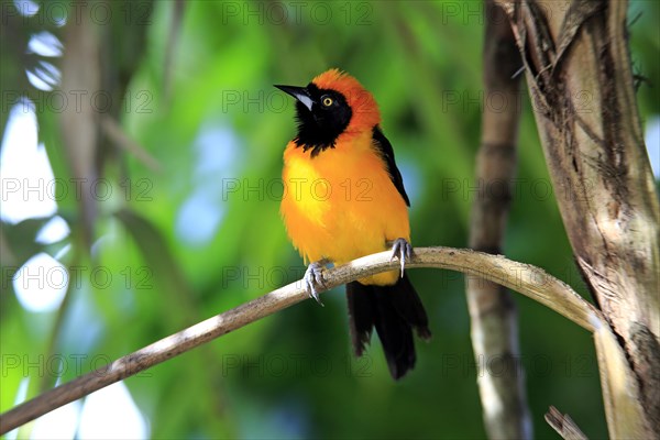 Orange-backed troupial