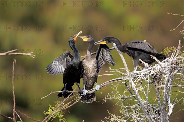 Olivaceous cormorant