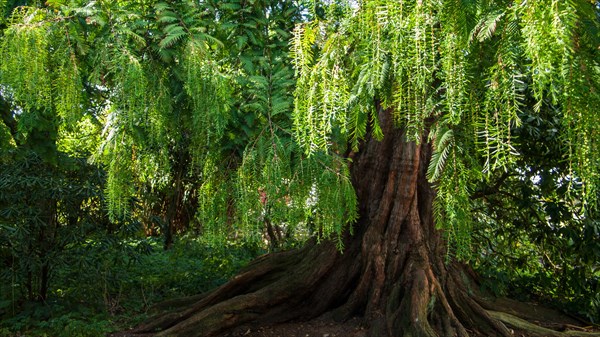 Dawn redwood