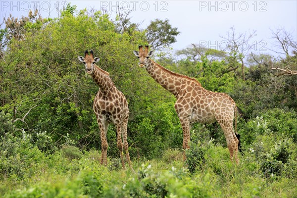 Southern giraffe