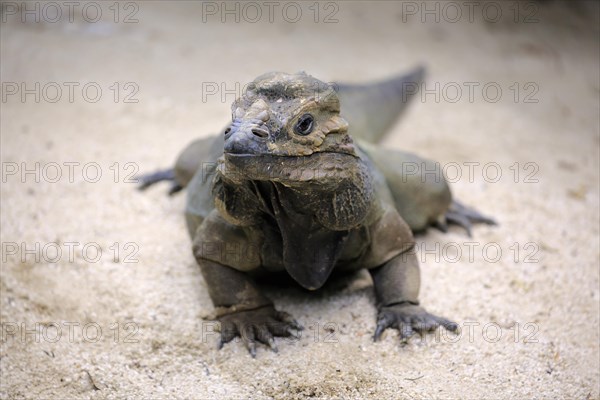 Rhinoceros iguana