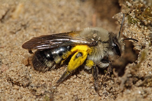 Grey-backed Mining-bee