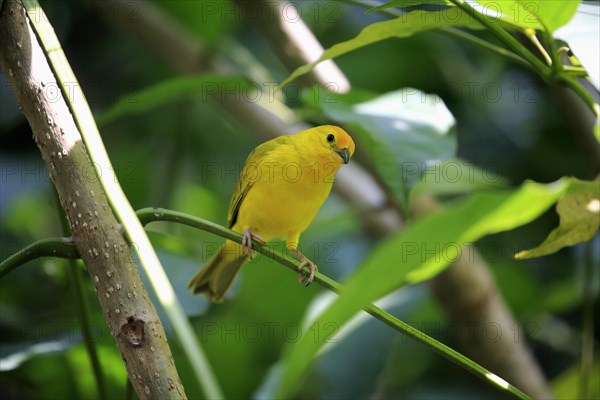 Saffron Finch