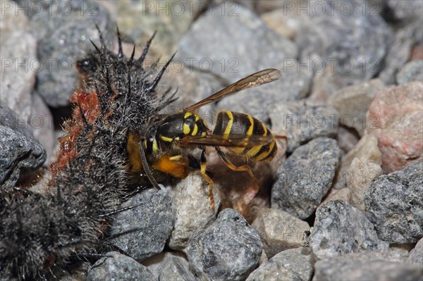 Common wasp