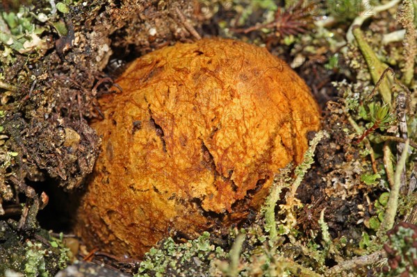 Yellowish Bearded Truffle