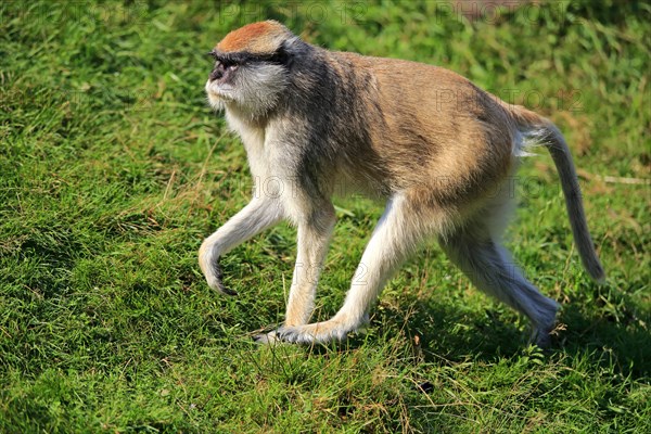 Common patas monkey