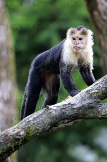 White Headed Capuchin