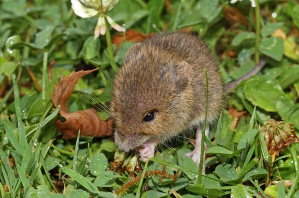 Wood mouse