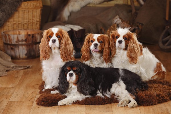 Cavalier King Charles Spaniel