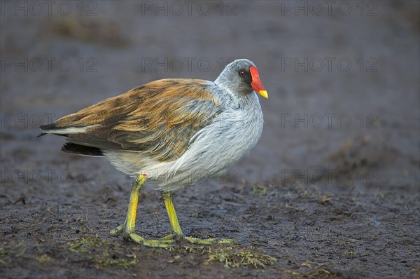 Moorhen