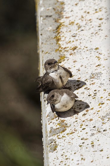 Eurasian crag martin