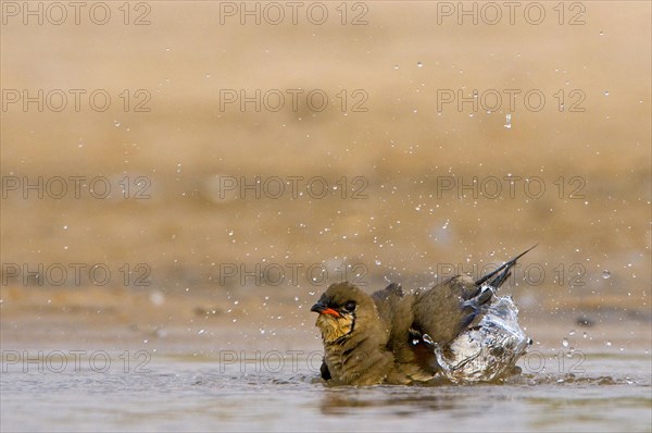 Red-winged Pratincole