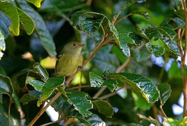 Jamaican Vireo