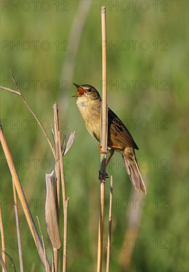 Grasshopper Warbler