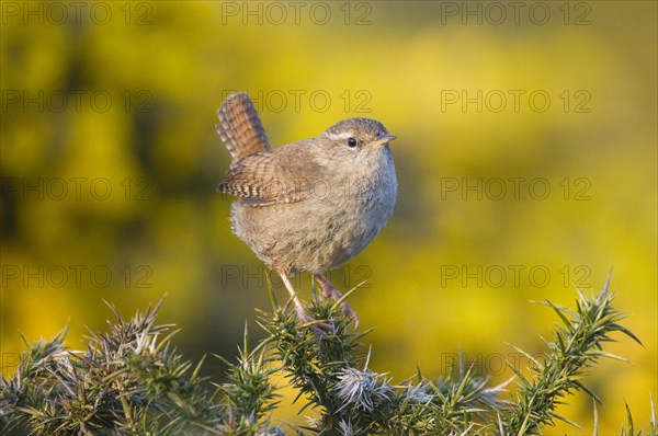 Wren