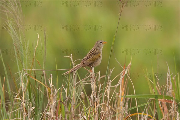 Wedge-tailed Grassfinch