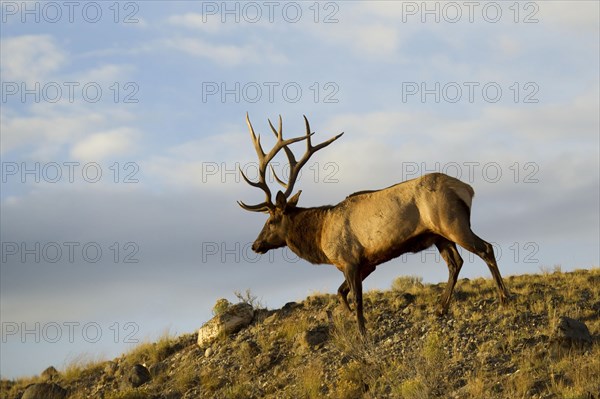 American elk