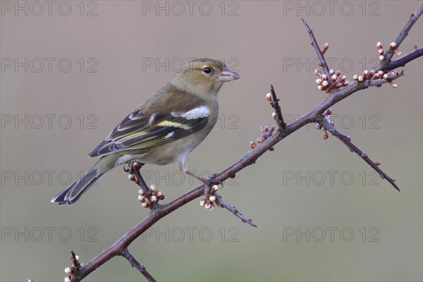 Common Chaffinch