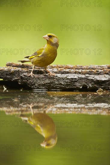 Greenfinch