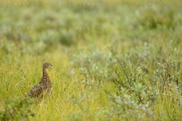 Willow Grouse