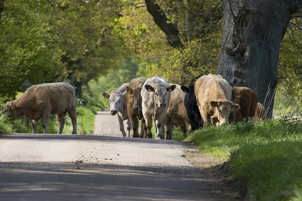 Domestic Cattle