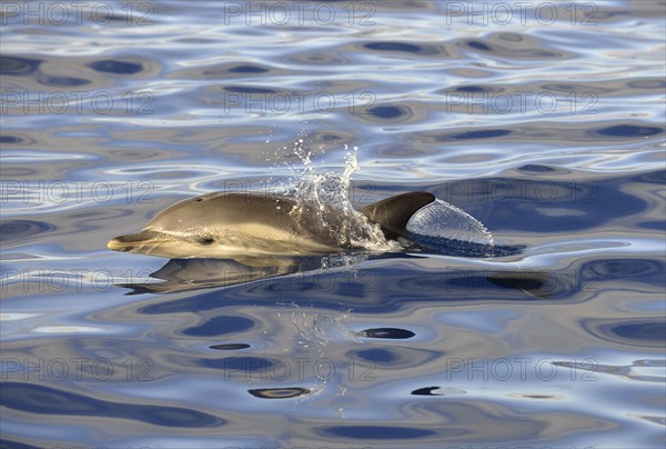 Short-beaked Common Dolphin