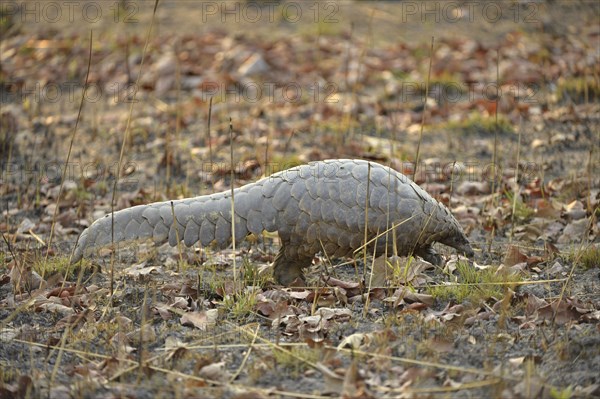 Temminck's Ground Pangolin