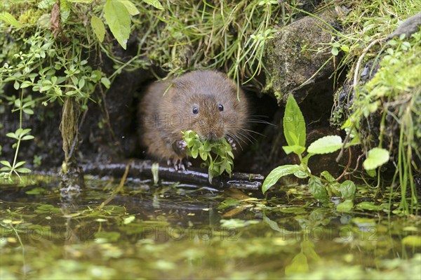 Eastern vole