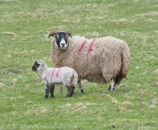 Domestic Sheep