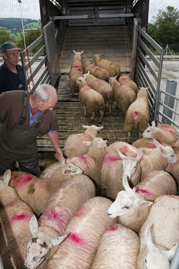 Sheep farming