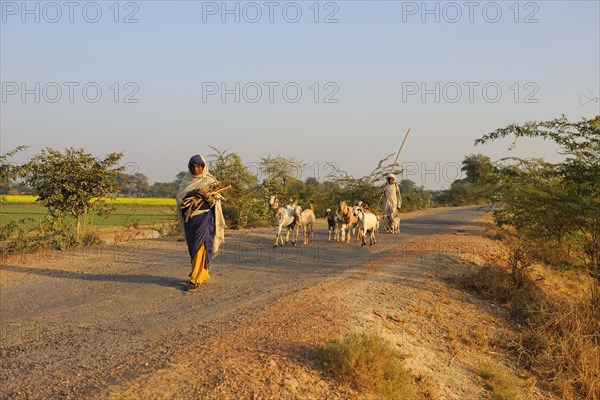 Domestic Goat