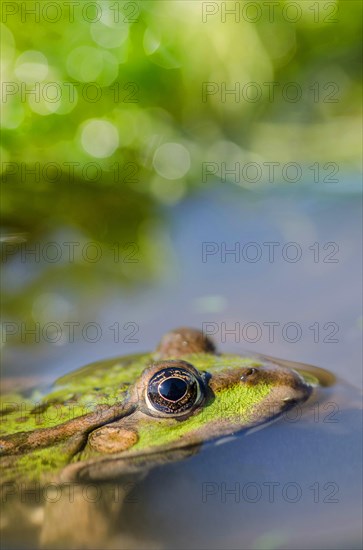 Marsh frog