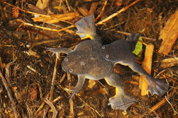 De Witte's Clawed Frog