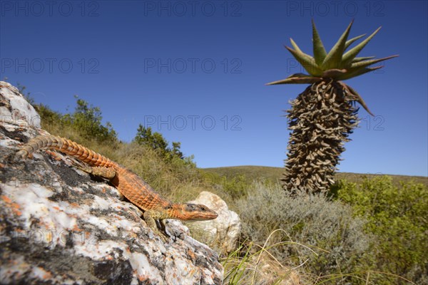 Cape Girdled Lizard