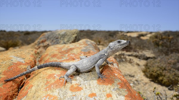 Karusasaurus polyzonus