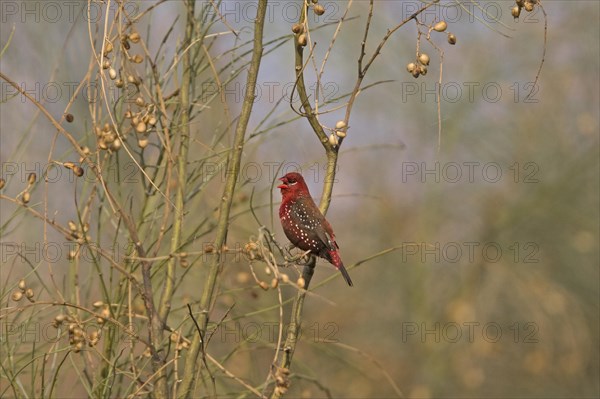 Red Avadavat