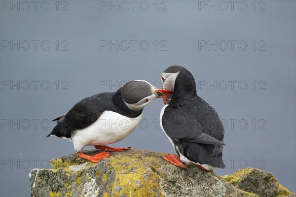 Atlantic Puffin