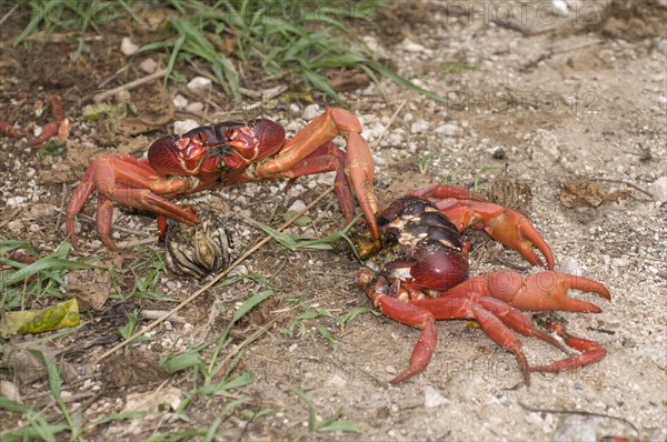 Christmas island red crab