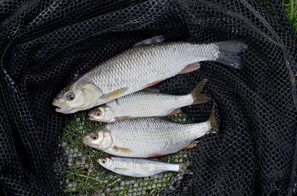 European Chub